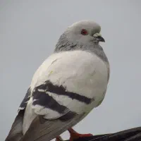 شامی نر سفید دو خط