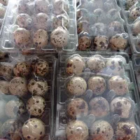 تخم بلدرچین کاملا اورگانیک|خوردنی و آشامیدنی|کهریزک, |دیوار