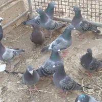 کبوتر پلاکی