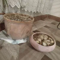 گلدان|گل و گیاه طبیعی|کرج, گلشهر|دیوار