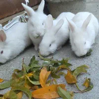 خرگوش|موش و خرگوش|ارومیه, |دیوار