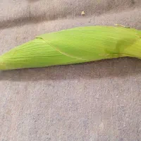 ذرت بلال معمولی