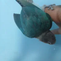 کوتوله دستی