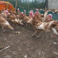 فروش بوقلمون پنج ماه وزن چهار کیلو