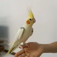 عروس هلندی تاج پرنسسی