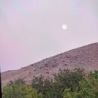 مزرعه توت