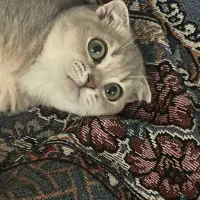 حیوان|لوازم جانبی حیوانات|مشهد, خرمشهر|دیوار