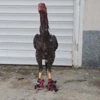 خروس لاری افغان تاج مهر 8 ماهه