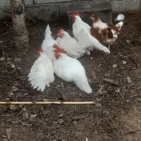 سلام کوده مرغی موجودهست برای کشاورزی خیلی مناسبه