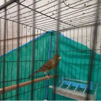 ماده قناری قورولتو ۴ تخم معاوضه با قناری نر