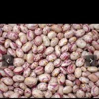 لوبیا چیتی ایرانی بوجار شده تمیز