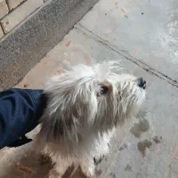 وگذاری سگ|سگ|باقرشهر, |دیوار