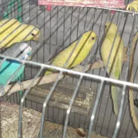 مرغ عشق و  یک عدد عروس هلندی ماده