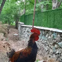 خروس جوان