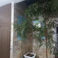 گل  آمستل وبنجامین