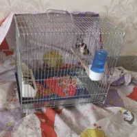 سهره نر|پرنده|محمدشهر, محمدشهر|دیوار