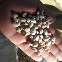 لوبیا چیتی وسفید