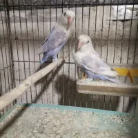 طوطی برزیلی وتخم عروس رگه دار