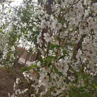 باغ-فروشی