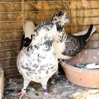 بیست جفت کفتر امتحان پس داده|پرنده|تهران, ورزشگاه آزادی|دیوار