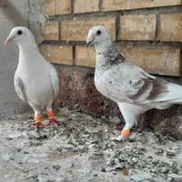 کفتر پلاکی|پرنده|تهران, شوش|دیوار