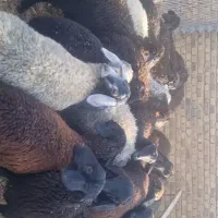 بره نر.سیا‌کبود.بره ماده.بره چاق.بره ریز|حیوانات مزرعه|صفادشت, |دیوار