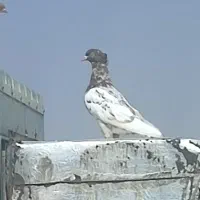 فروش کبوتر|پرنده|جهرم, |دیوار