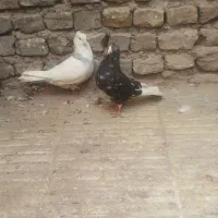 دو عدد نر مست مست