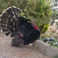 بوقلمون نر و ماده|حیوانات مزرعه|اصفهان, همدانیان|دیوار