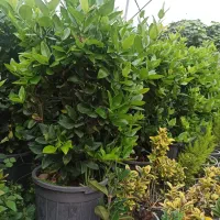 یاس هلندی گلدان12و3نیم پر