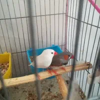 یک جفت فنج بالغ سالم وزرنگ