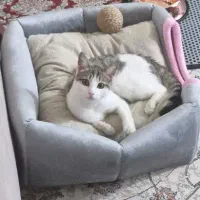 واگذاری گربه کاملا سالم و واکسینه شده با شناسنامه