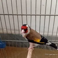 قناری قرمز نر و سهره دوتا مست