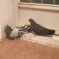 کبوتر اصفهانی|پرنده|برخوار, |دیوار