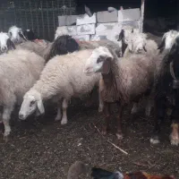 میش ابسن فروشی|حیوانات مزرعه|شهرضا, |دیوار