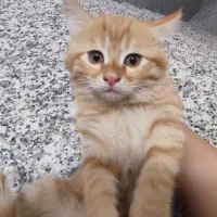 واگذاری بچه گربه