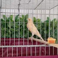 قناری و سهره|پرنده|ساوه, |دیوار