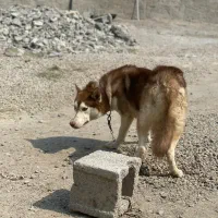 سگ هاسکی|سگ|بندرعباس, |دیوار