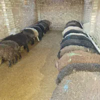 فروش بره نر خالص تعداد ۷۰ راس