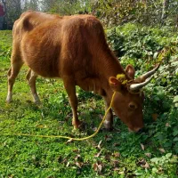 گاو  حامله ورزاکوله|حیوانات مزرعه|سنگر, |دیوار