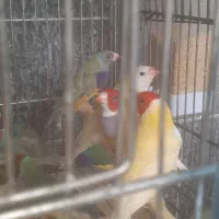 فنچ گلدین دونخوری مکانیزه|پرنده|شیراز, شهرک دارایی|دیوار