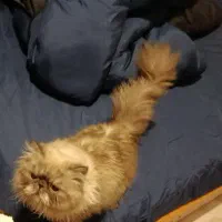 گربه پرشین هیمالیا