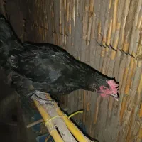 مرغ محلی وخروس لاری|حیوانات مزرعه|مزرعه کتول, |دیوار