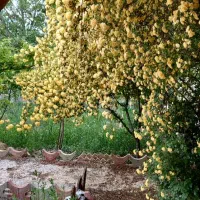 باغ 1000متری مهرآباد معاوضه با اندیشه کرج|فروش زمین و ملک کلنگی|رودهن, |دیوار