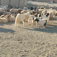 بز فروشی