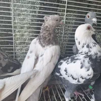 کفتر ماده|پرنده|شیراز, شهرک فرهنگیان|دیوار