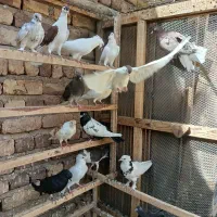 کفتر رنگی|پرنده|قم, بقیع|دیوار