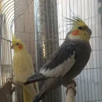 عروس هلندی|پرنده|اهر, |دیوار