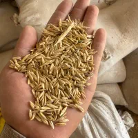 جو بش بذری|عمده‌فروشی|شیراز, شهرک صنعتی شیراز|دیوار