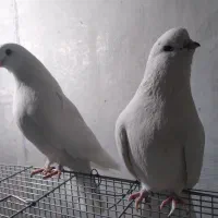فروش انواع کبوتر نوک ریز|پرنده|بروجن, |دیوار